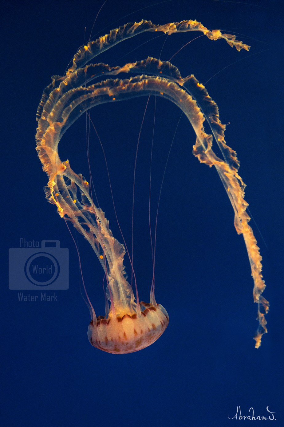 AJ_Deep Blue_20 X 30