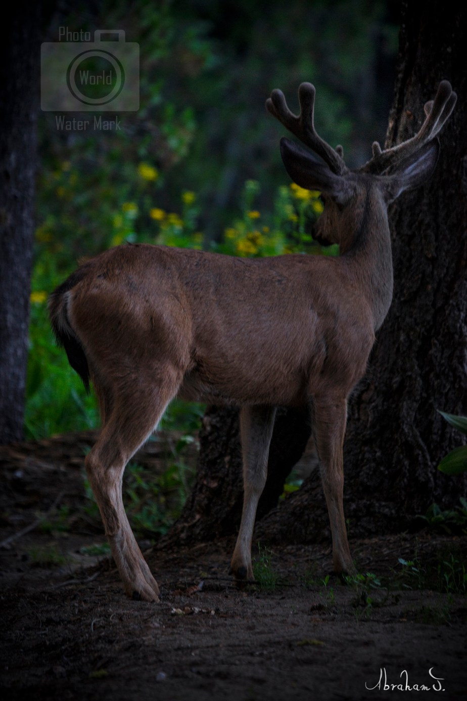 AJ_Morning At The Forest_20 X 30